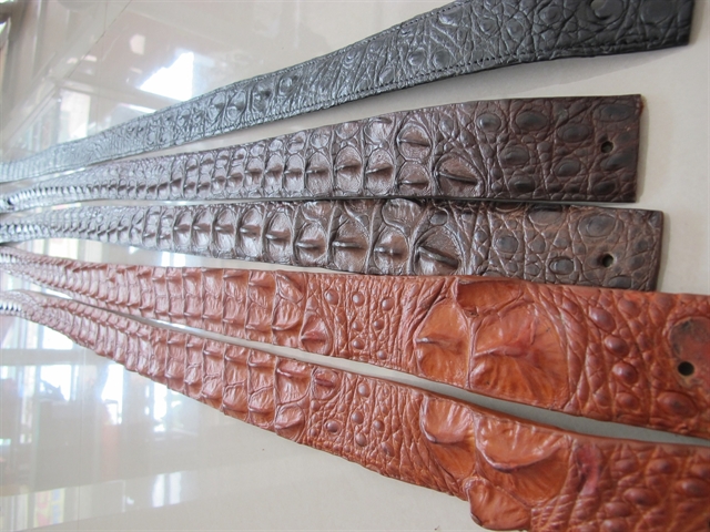 Thắt lưng gù đầu chạy dài xuống tới đuôi cá sấu